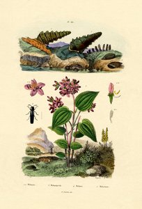 小号蜗牛，1833-39 作者 法语学校